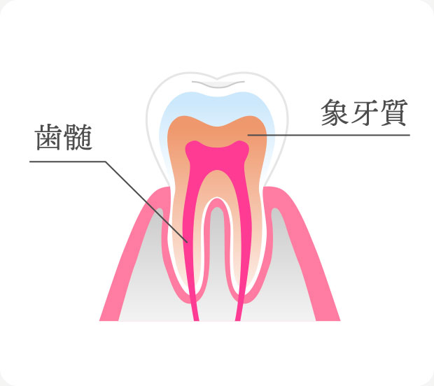 象牙質と歯髄