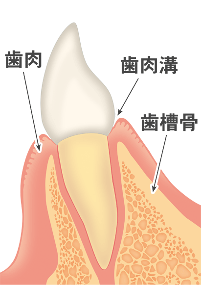 歯肉と歯槽骨